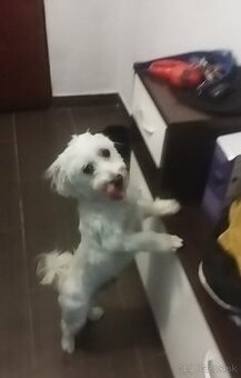 Maltezák