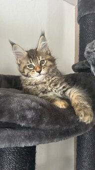 Mainská mývalia / Maine coon