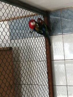 Predám
