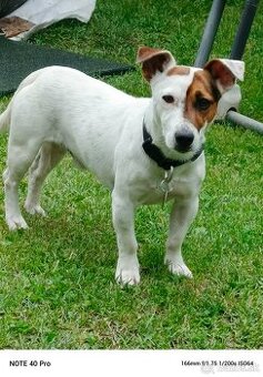 Jack Russell