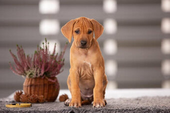 Rhodesian ridgeback s PP