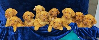 Maďarská vyžla bez PP