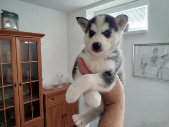 SIBÍRSKY HUSKY - 1