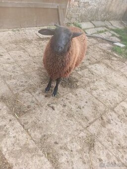 vf ovce a nepříbuzný beran