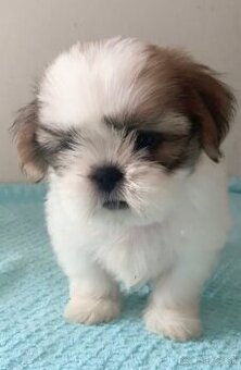 Šteniatka Shih Tzu s FCI dokladmi