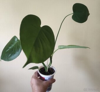 MONSTERA DELICIOSA