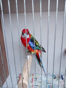 Rozela pestrá - krúžkovaná