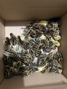 Prepelice japonské,prepeličie vajíčka,vajcia,trus,hnojivo