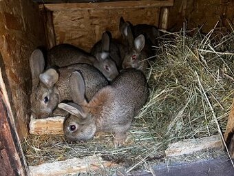 Cincila velka x burgundsky