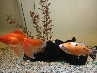 Predám ryby spoločne