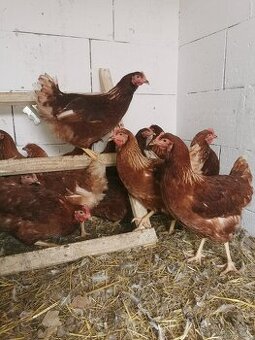 Predám 20 týždňové nosnice lohman Brown hnedý