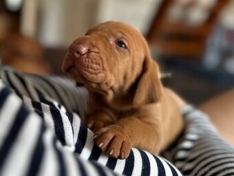 Maďarský krátkosrstý stavač- Maďarská Vyžla