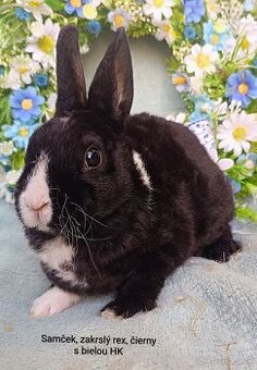 Zakrslý rex - samček čierny s bielou HK