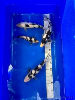 Predaj KOI Kaprov SHIRO UTSURI 30-40cm 90€