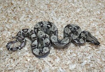 Boa imperator - Scoria Paradigm, IMG Arctic, IMG Paradigm