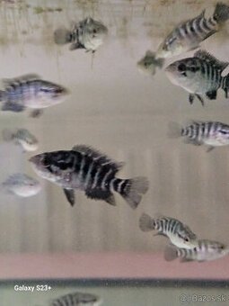 PARACHROMIS MANAGUENSIS