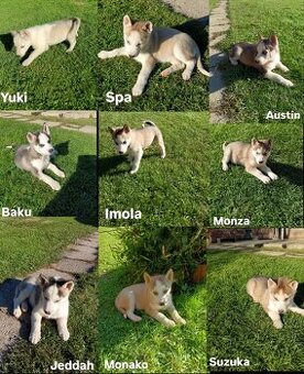 Sibirsky husky
