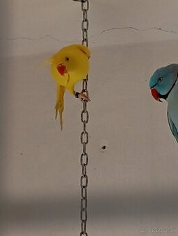 Alexander malý žltý