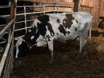 Predám kravu plemeno SS