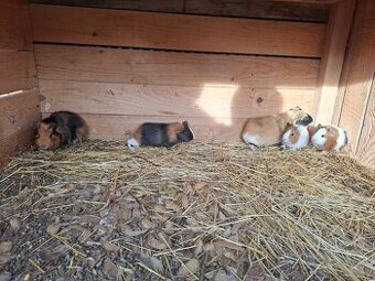 Morča , morské prasiatko, prasiatka