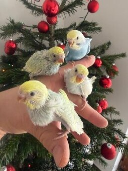 Andulky Dúhové Maznačikovia