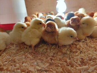 1-dňové kurčatá Dominant - s dovozom po celom Slovensku