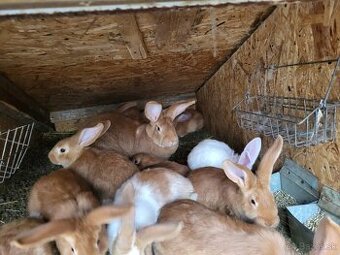 Kralik Hyla a Burgundsky králik