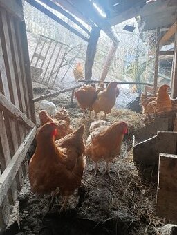 Oravka žítohnedá násadové vajcia, vajíčka