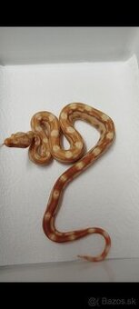 Boa Constrictor INCA