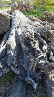 Subfosílny dub - cca 3000 rokov starý