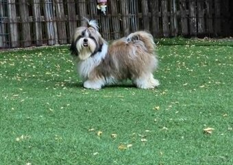 Predám šteniatka Shi tzu