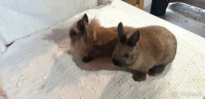 Darujem zakrsle zdrobnele teddy zajaciky - 1