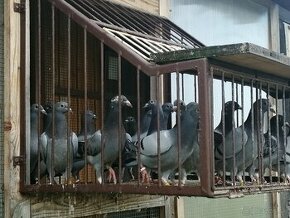 Poštové holuby