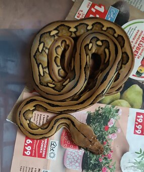 Python reticulatus