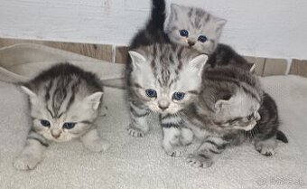 Britské Whiskas mramorové mačiatka