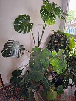 Monstera