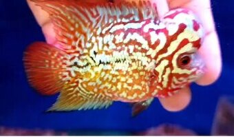 Flowerhorn kamfa shortbody