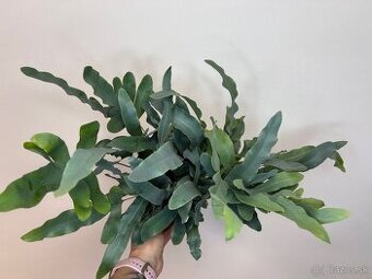 Papraď Phlebodium aureum ‘Blue Star’