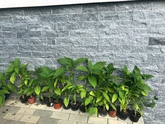 anjelská trúba - Brugmansia