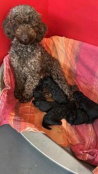 Pudel,Pudlík Trpasličí