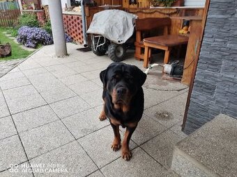 Rottweiler na krytie