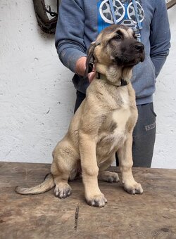 KANGAL - štěňata již K ODBĚRU, iba sučky