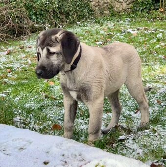 KANGAL - štěňata již K ODBĚRU, iba sučky