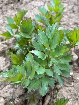 Ligurček (maggi, vegeta)