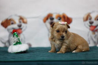 Golddust yorkshire terrier - luxusní fenečka s PP