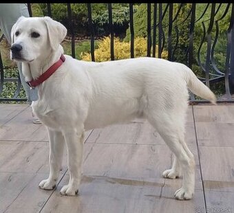 Labrador retriever