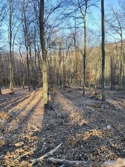 LES - lesny pozemok 1,1ha