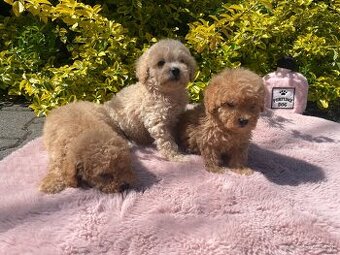 Maltipoo štěňátka