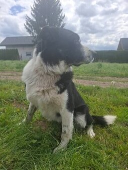 Border kólia