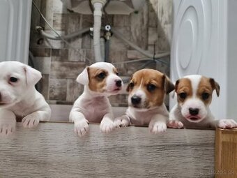 Jack russel teriér